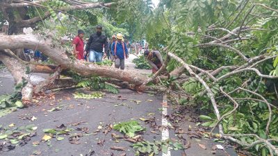 Pohon Tumbang Menutup Akses Jalan Menuju Pangandaran