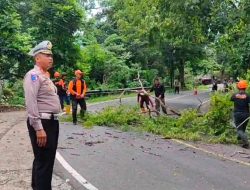 Jelang Libur Panjang, BPBD Kabupaten Pangandaran Pangkas Dahan Pohon Rawan Tumbang