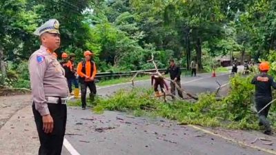 Jelang Libur Panjang, BPBD Kabupaten Pangandaran Pangkas Dahan Pohon Rawan Tumbang