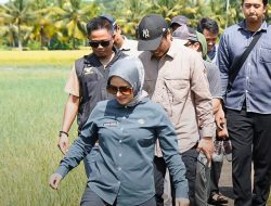 Bupati Pangandaran Citra Pitriyami Meninjau Lahan Pertanian yang Terendam Air Laut di Cimerak