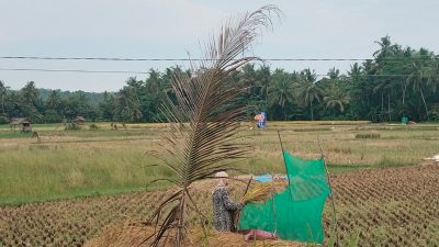 Musim Panen Tiba, Petani di Langkaplancar Berharap Harga Gabah Stabil