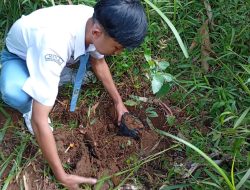 Wujudkan komitmen Pelestarian Lingkungan Siswa Madrasah Aliyah Negeri 2 Pangandaran Tanam Pohon Matoa