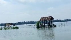 Hujan Deras Ratusan Hektar Sawah di Pangandaran Terendam Banjir Akibat Debit Sungai Citanduy Meluap