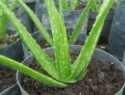 Lidah Buaya, Rahasia Alami untuk Rambut Sehat dan Kuat