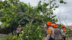 Respon Cepat, Tim SAR Samapta Polres Pangandaran Evakuasi Pohon Tumbang di Kawasan Batu Hiu