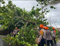 Respon Cepat, Tim SAR Samapta Polres Pangandaran Evakuasi Pohon Tumbang di Kawasan Batu Hiu