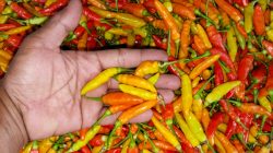 Dampak Cuaca Ekstrem, Harga Cabe Rawit di Pangandaran Tembus Rp 100 Ribu Per Kilogram